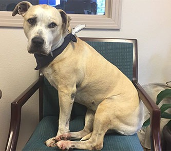 A-Plus Air Conditioning & Home Solutions - Dog