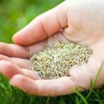Human hand with plant material on green grass, showcasing home improvement by A-Plus Air Conditioning.