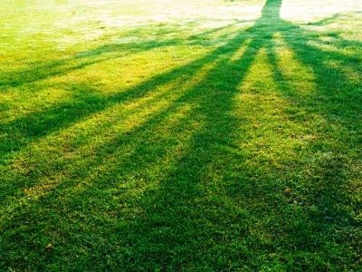 grass with the shade of a tree